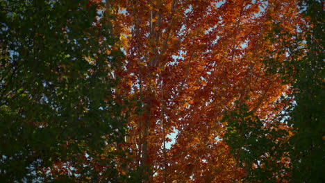 Dense-Tree-Foliage-During-Autumn-In-A-Breeze-Morning