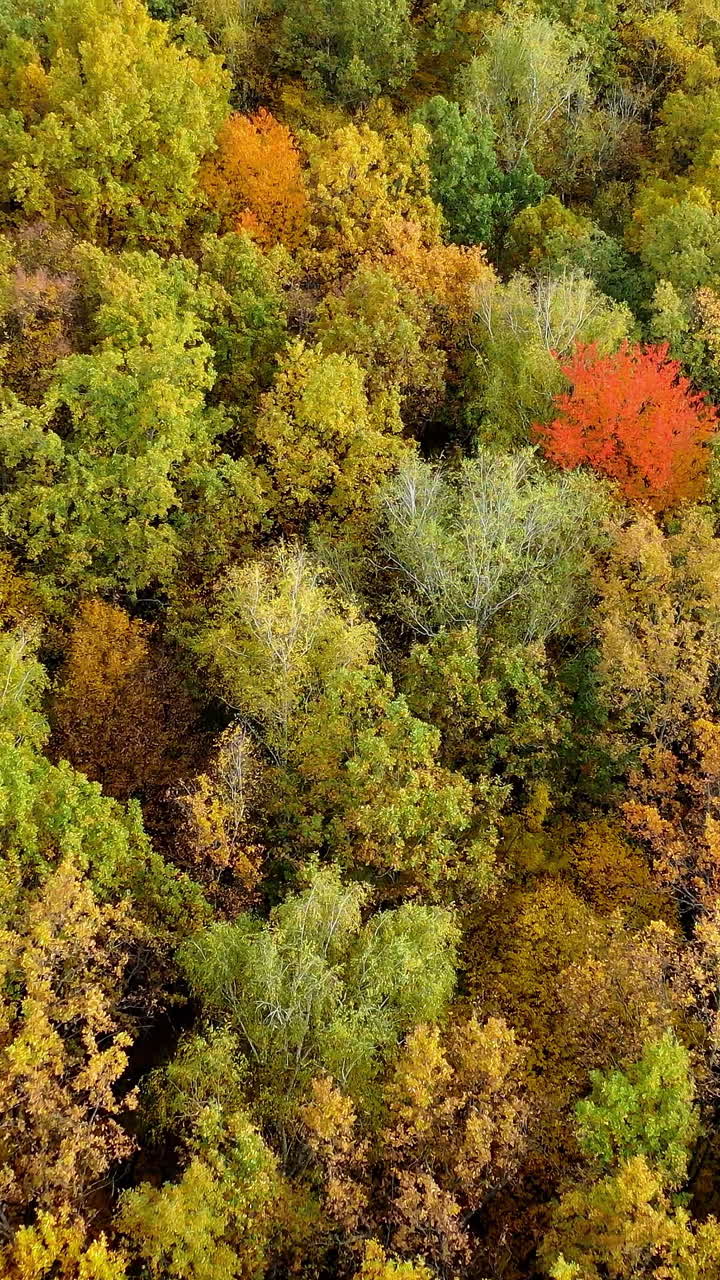 Beautiful season sceneries. Orange autumn colorful forest drone view. Vertical video