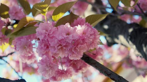 Fesselnde-Aufnahme,-Die-Die-Zarten-Rosa-Kirschblüten-In-Voller-Blüte-Zeigt,-Mit-Sonnenlicht,-Das-Durch-Die-Weichen-Blütenblätter-Inmitten-Der-Leuchtend-Grünen-Blätter-Fällt