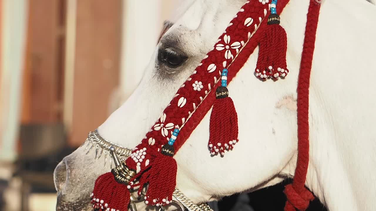 Close-up of a white horse with a decorative red bridle