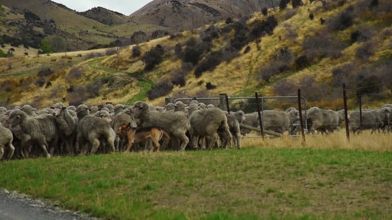 Gregge di pecore che corrono dietro le recinzioni, controllate dai cani.