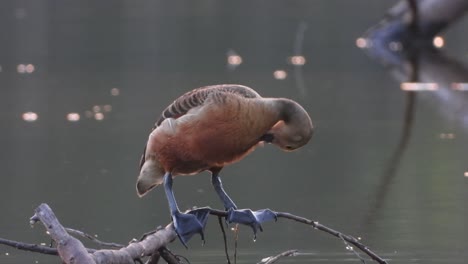 whistling duck in pond uhd 2 mp4 4k ..