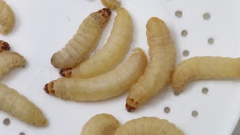 estos gusanos de cera son las larvas de oruga de la polilla de cera.