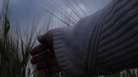 Hand-reaching-into-wheat-crop-with-cloudy-sky-background