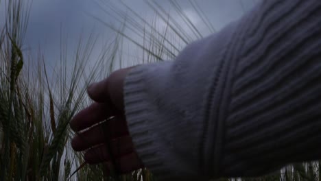 mano llegando a la cosecha de trigo con fondo de cielo nublado