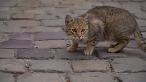 cat looks into the camera and then runs away on paving stone background