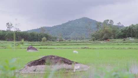 scenic view of breathtaking and traditional rice field with mountains and water buffalo in asia