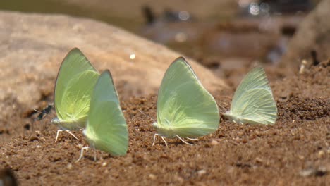 Mariposa-Blanca-Uhd-Mp4-4k