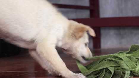 Lindo-Y-Travieso-Cachorro-Labrador-Retriever-Con-Pelaje-Marrón-Claro-Tirando-De-La-Guerra-Con-Alguien-Fuera-De-La-Escena-Sosteniendo-El-Trapeador-Del-Piso