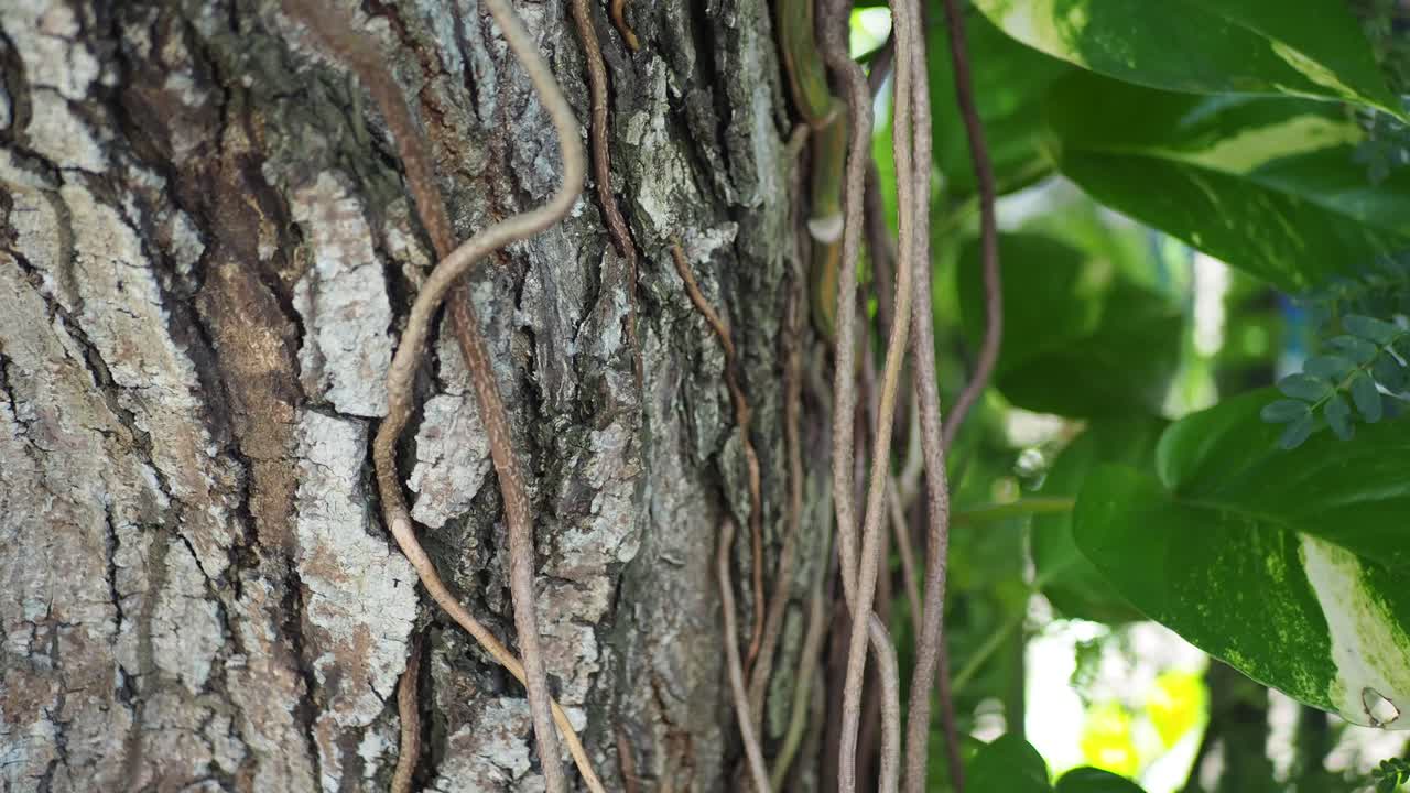 Close-up of Tree Trunk with Textured Bark and Hanging Vines