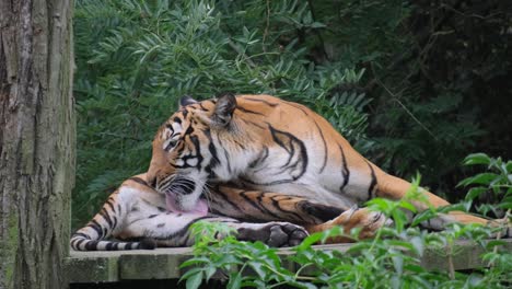 a golden tiger is lying on a plateau, licking the body with its long tongue. tiger grooming itself