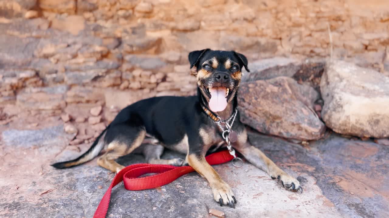 lindo perro chihuahua feliz jadeando en una pausa de caminata a la sombra de las rocas rojas