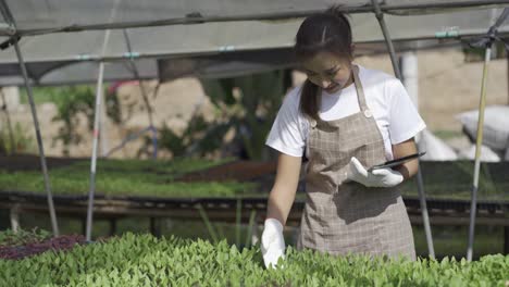 smart farm concept and farm technology a smart asian girl uses a tablet to check the quality and quantity of the organic vegetable garden at the garden houses.