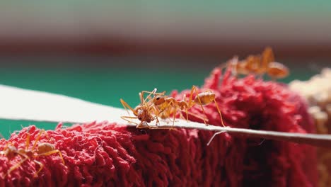 Large-Red-Weaver-Ants-Exploring-Some-Fabric-Drying-in-the-Sun