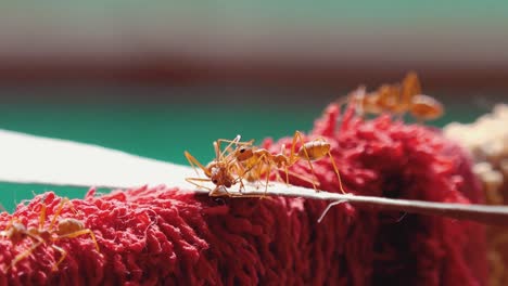 grandes hormigas tejedoras rojas explorando una tela secándose al sol