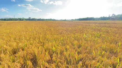 Endloses-Goldenes-Feld-Mit-Paddyreis,-Das-Ackerland-An-Einem-Sonnigen-Tag-In-Bangladesch-Anbaut,-Pfanne-Links