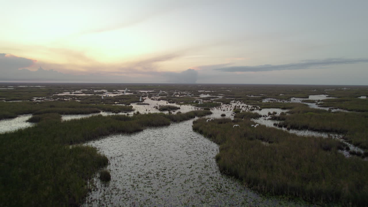 Everglades Wetland Slough Marsh Sawgrass Dusk Birds Flying Aerial