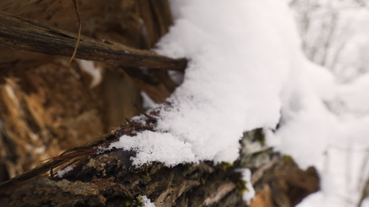 Snow-covered logs