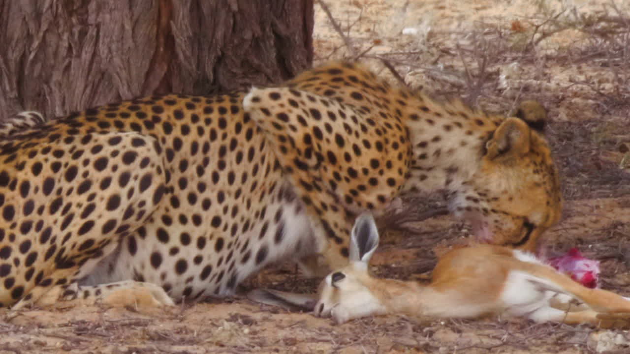 un guepardo africano hambriento comiendo un ternero de springbok fresco y mirando a su alrededor en botswana - fotografía de cerca