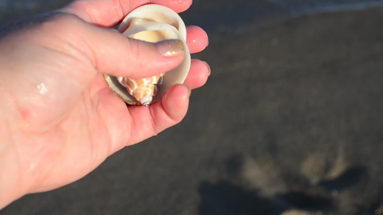 Sea cockleshell in a hand. Beach. Shooting on the beach