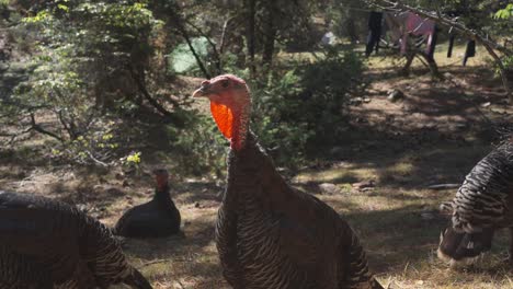 turkeys on farming field. domestic animal in outdoors