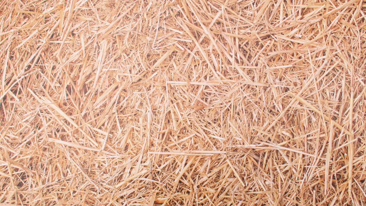 aparece una caja con huevos y tres huevos salen de la caja con el tema de la paja. detenga el movimiento