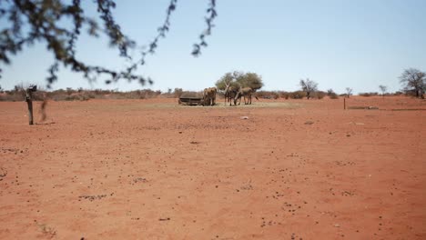 A-herd-of-antelopes-standing-at-a-watering-hole