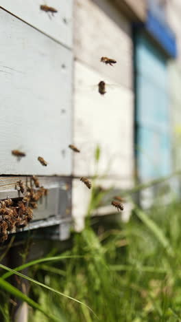 Busy bees flying into wooden beehive box. Swarm of honey bees flying in and out the beehive in summer day. Honey bees at the entrance of a hive. Slow motion. Vertical video