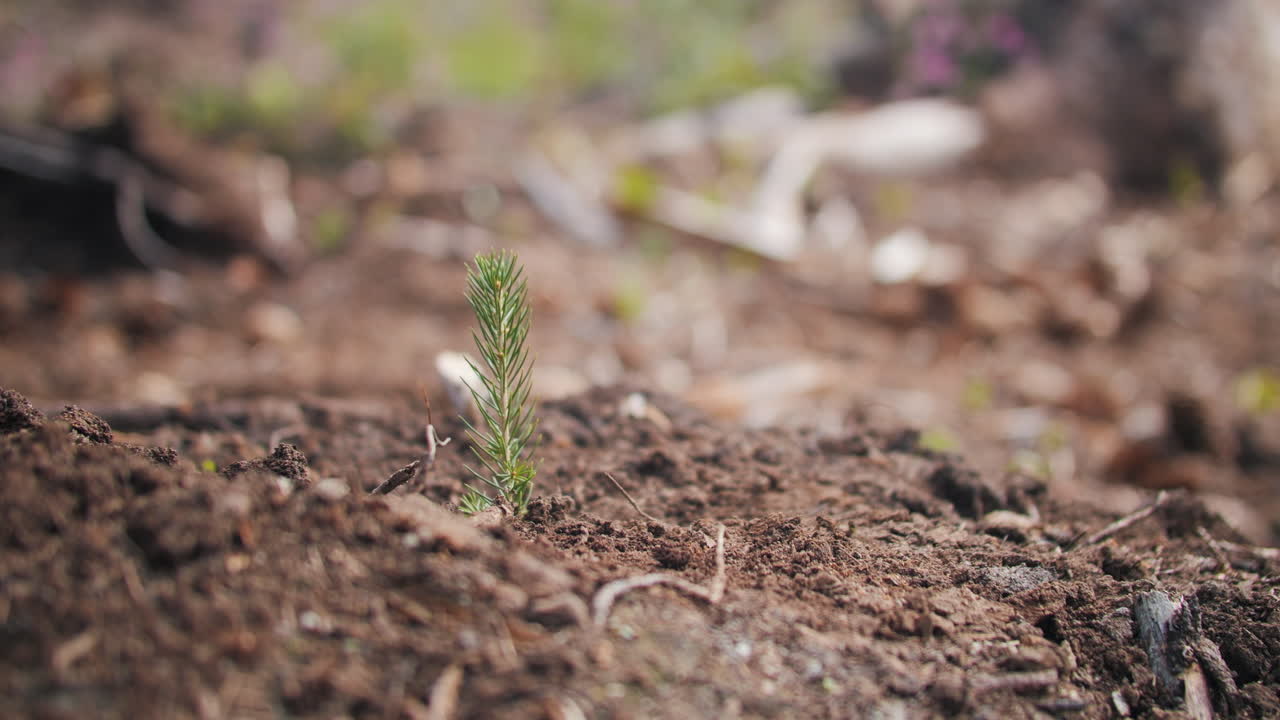Close up shot of tiny green pine tree sprout, shoe boot compacting soil, zoom in
