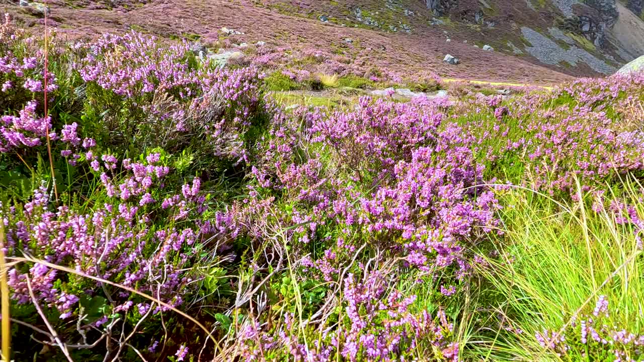 Low-angle camera moves through blooming heather and grass along a sunlit hillside trail in Glen Clova, revealing rocks and open landscape