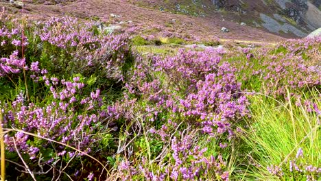 low-angle camera moves through blooming heather and grass along a sunlit hillside trail in glen clova, revealing rocks and open landscape