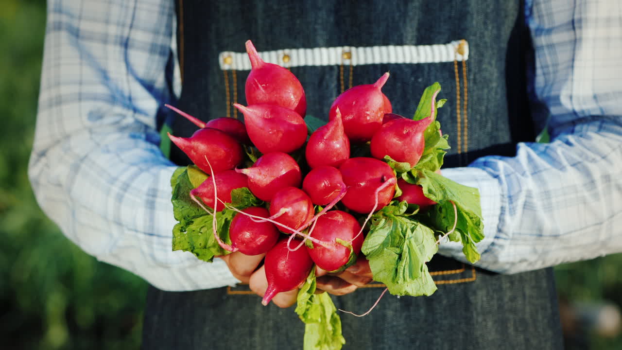 한 남자가 익은 무의 배꼽을 손에 들고 있다