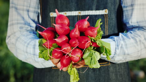 A-Man-Holds-In-His-Hands-The-Navel-Of-Ripe-Radishes