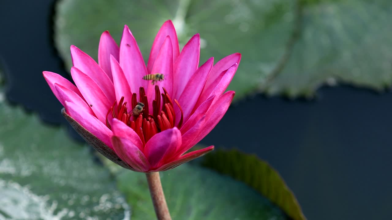 Bees collecting honey on pink lotus flower in pond