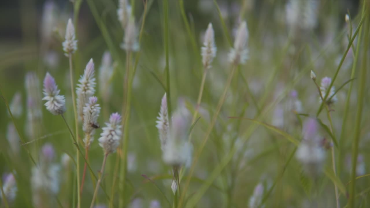 이것은 인도 티젤 꽃의 클로즈업  ⁇ 으로, 그 복잡한 세부 사항과 질감을 보여줍니다.