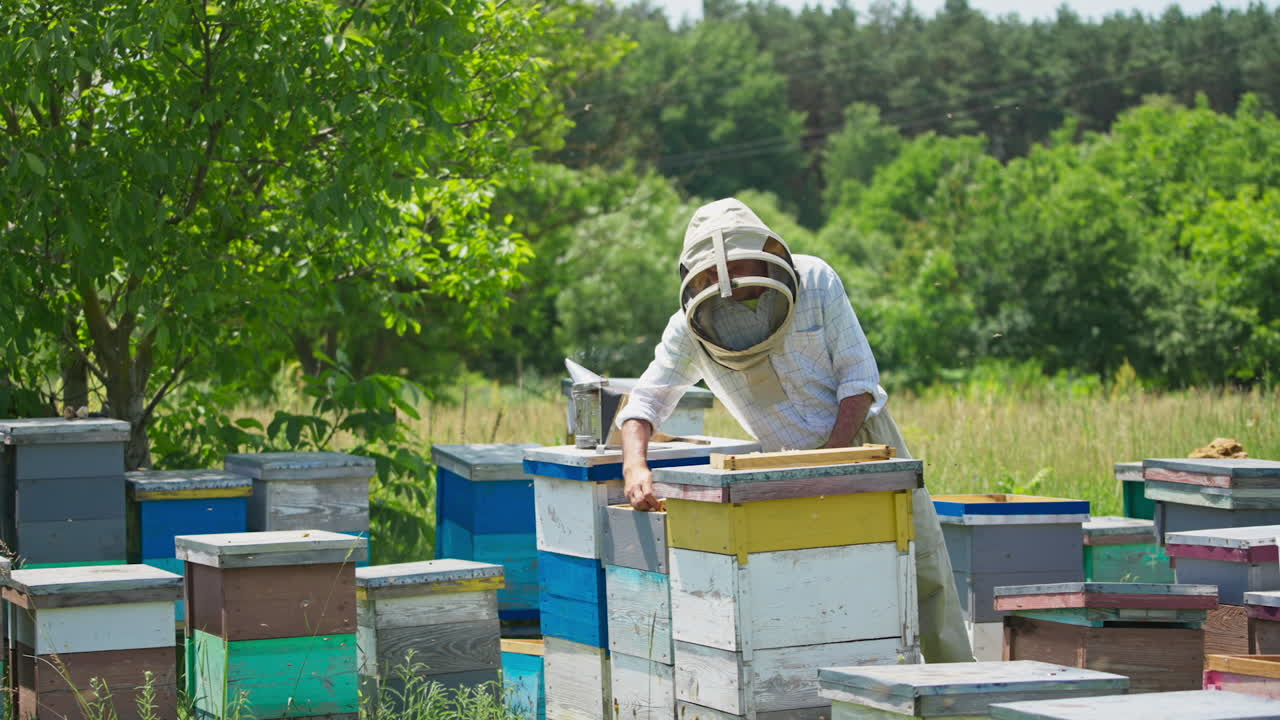 Man in protective hat takes the frame out of hive with bare hands. Lots of bees flying around the hives. Beekeeper rearranges honey frames in the hives.