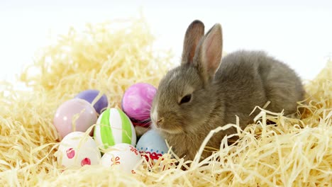 huevos de pascua con conejo de pascua en el nido