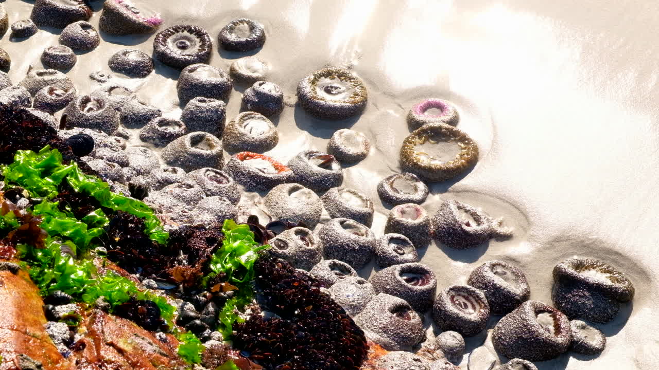 Sea anemones on sandy beach next to rock waits for tide to return, top view
