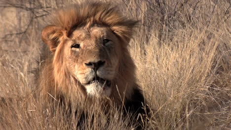 Un-Viejo-León-Macho-Kalahari-Con-Una-Hermosa-Melena-Muestra-Sus-Dientes-Rotos-Mientras-Bosteza