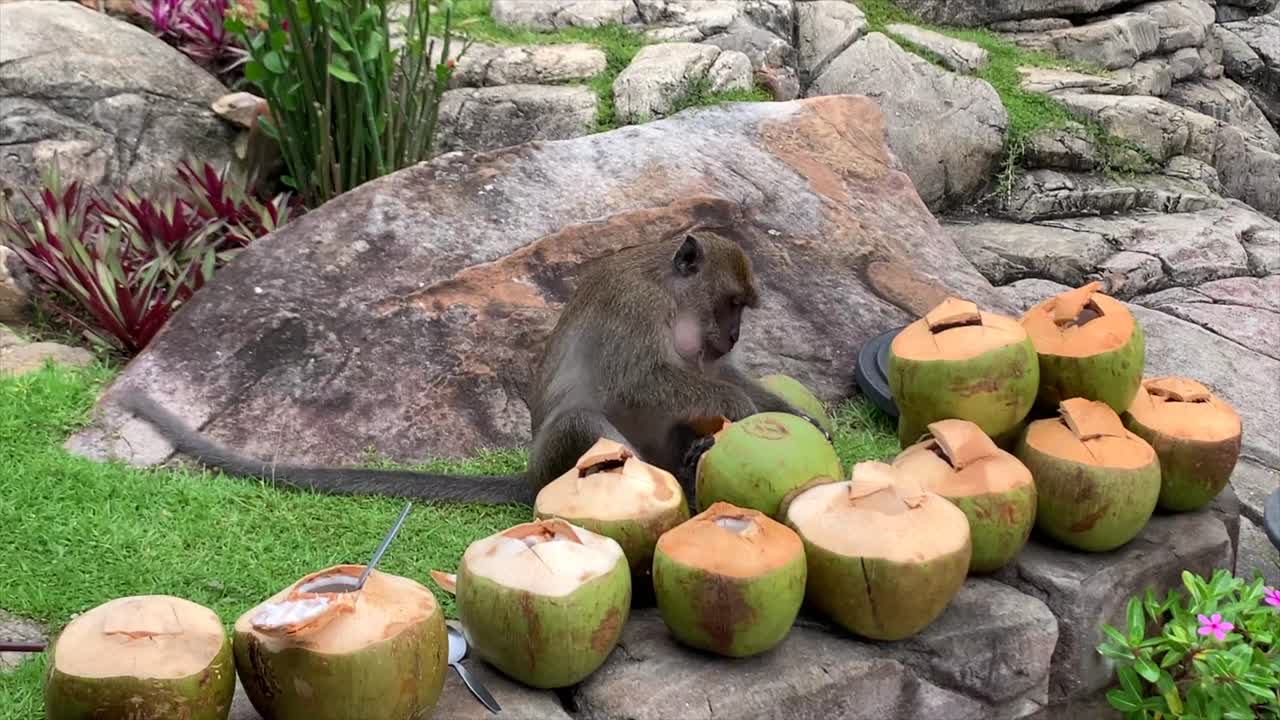 mono comiendo cocos verdes sobrantes en tailandia