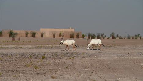 Oryx-árabe-En-El-Desierto:-El-Oryx-árabe-Es-El-Animal-Nacional-De-Jordania,-Omán,-Los-Emiratos-árabes-Unidos,-Bahrein-Y-Qatar