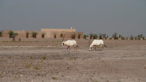 oryx árabe en el desierto: el oryx árabe es el animal nacional de jordania, omán, los emiratos árabes unidos, bahrein y qatar