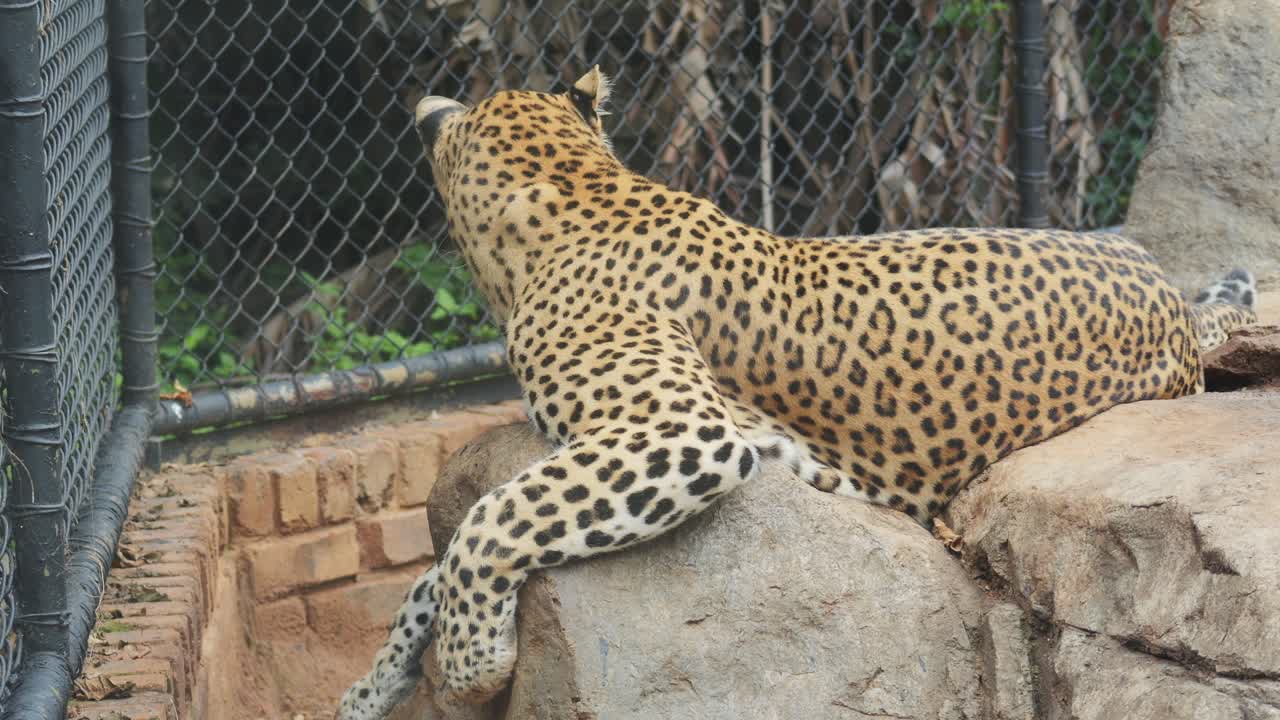 Male African leopard resting on rocks, showcasing its spots and relaxed posture