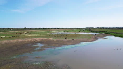 Un-Vídeo-Aéreo-Captura-El-Encanto-De-Las-Marismas-De-Agua-Salada-En-La-Costa-De-Lincolnshire,-Con-Aves-Marinas-En-Vuelo-Y-Descansando-En-Las-Lagunas-Y-Lagos-Interiores.