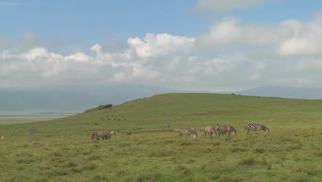 A-wide-shot-of-zebras-grazing-under-the-midday-sun-on-safari-in-Africa