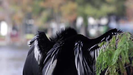 anhinga cleaning and drying its wind on a tree branch in front of lake, in urban environment, snakebird darter bird, water turkey