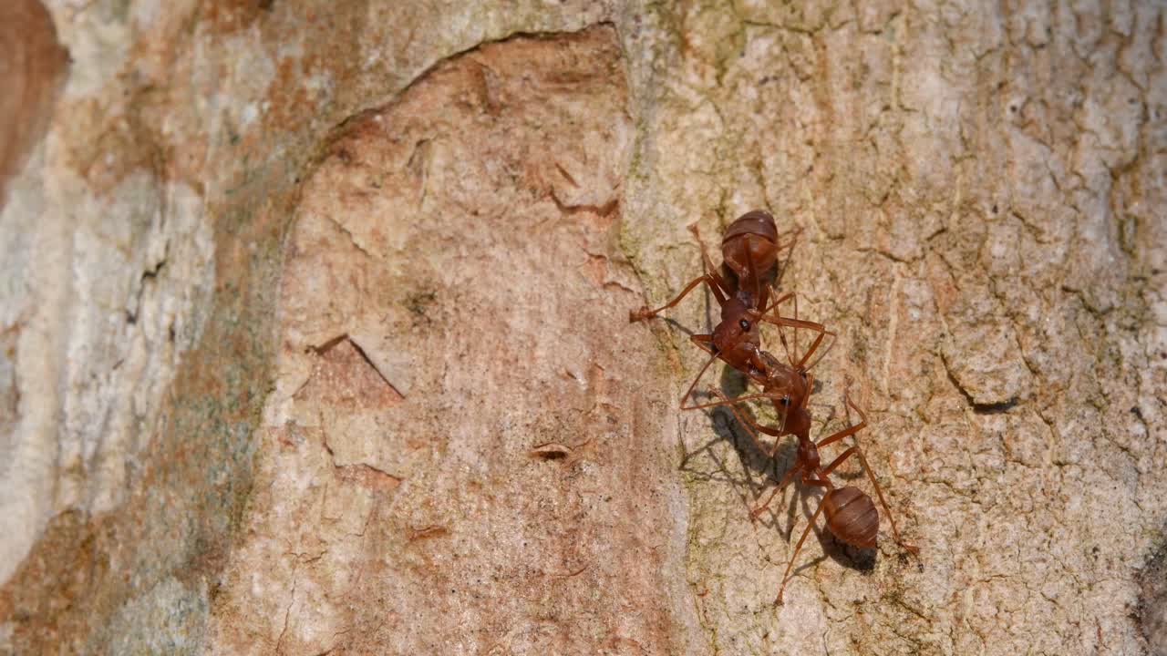 hormigas tejedoras, oecophylla, dos de ellas bloqueando las mandíbulas en el tronco del árbol expuesto a la luz de la mañana mientras otras pasan arriba y abajo y luego se separan en el parque nacional kaeng krachan