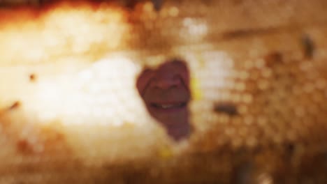 senior caucasian male beekeeper inspecting honeycomb frame from a beehive