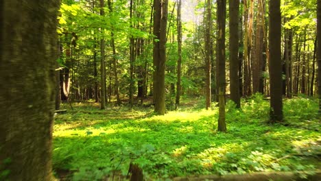 Video-Suave-De-Un-Exuberante-Bosque-Mágico-Verde-En-Verano-Con-Luz-Dorada-En-Las-Montañas-Apalaches