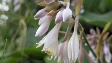 Nahaufnahme-Von-Blumen-Im-Garten,-Neigungsaufnahme